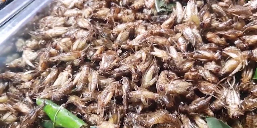 Image showcasing Crickets as a source of protein | Myanmar International TV